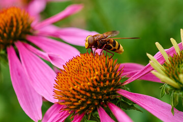 Beautiful marmalade hoverfly ,,Episyrphus balteatus,, pollinates wildflower in summer day, Danubian...