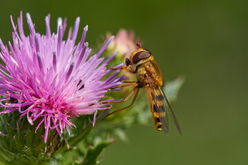 Beautiful marmalade hoverfly ,,Episyrphus balteatus,, pollinates wildflower in summer day, Danubian...