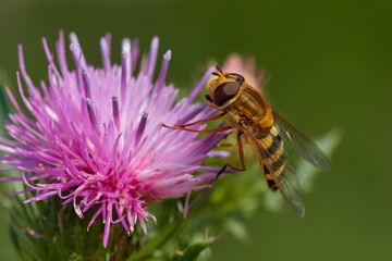 Beautiful marmalade hoverfly ,,Episyrphus balteatus,, pollinates wildflower in summer day, Danubian wetland meadow, Slovakia