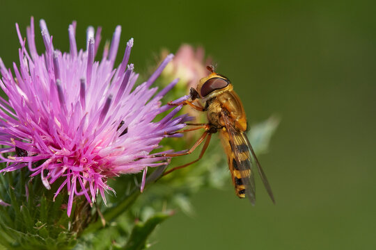 Beautiful marmalade hoverfly ,,Episyrphus balteatus,, pollinates wildflower in summer day, Danubian wetland meadow, Slovakia