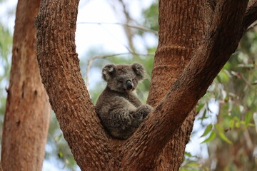 Wild Koala Resting in Eucalyptus tree South Australia