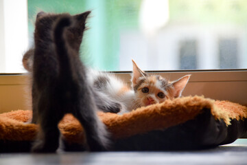 Kitten playing on the carpet in front of the house door. Cute and adorable cat