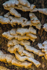 Exploring Nature's Palette: Macro Photography of Xanthoporia radiata on Trees