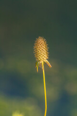 Teasels Unveiled: Captivating Macro Photography of a Fascinating Plant