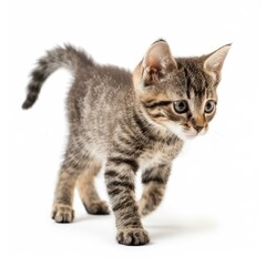 Fototapeta premium Small tabby kitten walking and exploring on white background