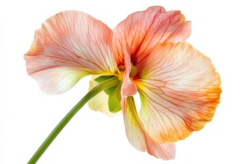 Fototapeta premium Stunning pansy blossom showcasing vibrant colors and intricate petal patterns against a pristine white backdrop