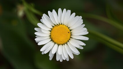 Obraz premium Close-up of a vibrant white daisy flower with yellow center surrounded by green foliage showcasing delicate petals and rich natural colors.