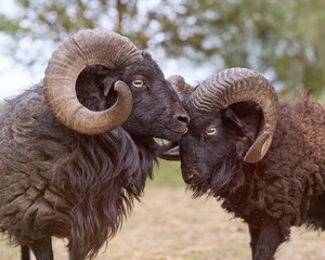 Cute portrait of two male ouessant sheep with heads against each other