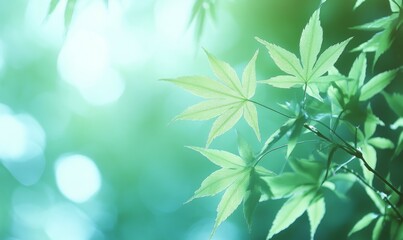 fresh green leaves in spring and bokeh background