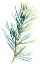Obraz premium Watercolor Pine Branch - A Vibrant Botanical Illustration