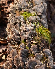 mushrooms on the tree