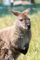 Cute fluffy wallaby in the park. Marsupial mammals. Australia