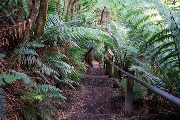 stairs in the tropical forest