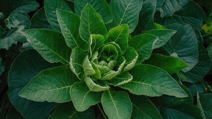 Obraz premium Closeup view of vibrant green bitter mustard greens with a spiral formation in the center, surrounded by darker leafy greens in the background