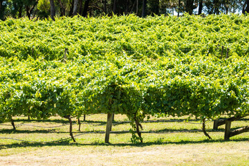 vineyard. grape bushes on a clear day