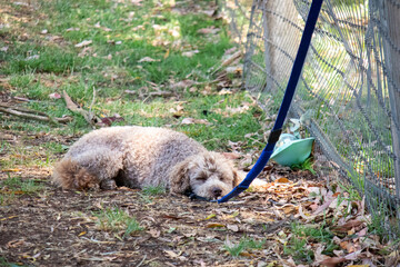 the dog lies tied up near the fence