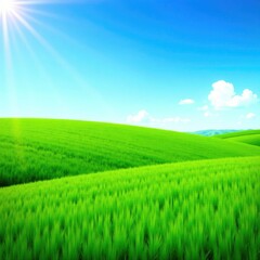Fototapeta premium Green fields of barley with a bright blue sky, crops, green