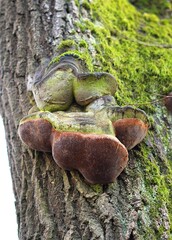 mushrooms on tree