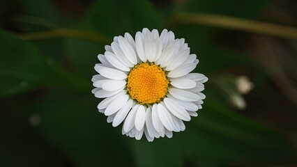 Fototapeta premium White daisy flower with a bright yellow center blooming against a green backdrop captured from a top-down perspective in natural lighting