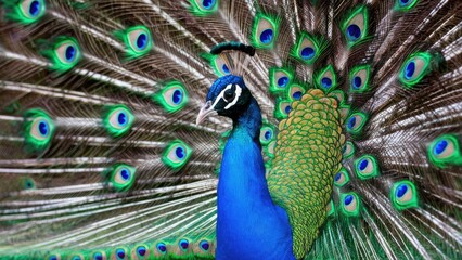 Obraz premium Vibrant peacock displaying its intricate blue and green plumage against a soft blurred background highlighting the elaborate feather patterns