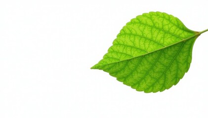 Fototapeta premium Delicate plane tree leaf isolated on white background, tree, single, leaf