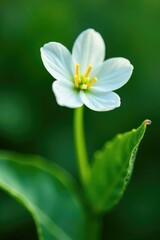 Delicate white flower blooming on a green leaf stem, delicate, closeup, small