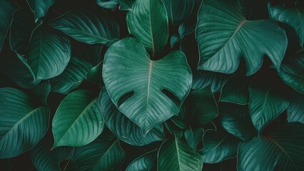 Lush dark green leaf texture with varied tropical foliage layered. Rich tones enhance depth, ideal for nature-themed backgrounds or covers.