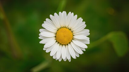 Obraz premium White daisy flower with a bright yellow center positioned centrally against a vibrant green backdrop creating a fresh and natural atmosphere