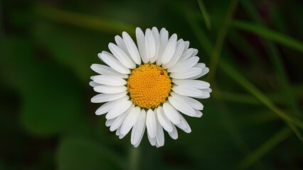 Obraz premium White daisy wildflower with vibrant yellow center atop green grass background showcasing natural beauty and delicate features in close-up view.