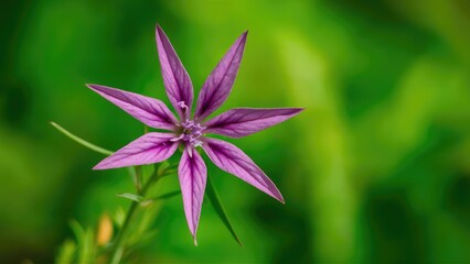 Obraz premium Vibrant green backdrop highlights a detailed purple star-shaped flower in the center, showcasing intricate petals and lush foliage.