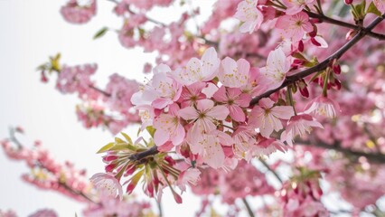 Fototapeta premium Delicate pink cherry blossoms in full bloom on a dark branch against a soft white background with gentle sunlight illuminating the petals