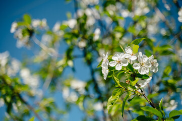Cherry blossoms in full bloom on delicate branches, perfect for use in nature, spring, floral themes, beauty, and seasonal projects