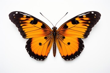 Fototapeta premium Butterfly animal insect white background.