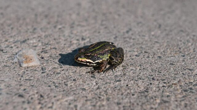 Altrip Germany Edible frog (Pelophylax kl. esculentus) aka common water frog or green frog. Sunning on the concrete of a boat ramp.