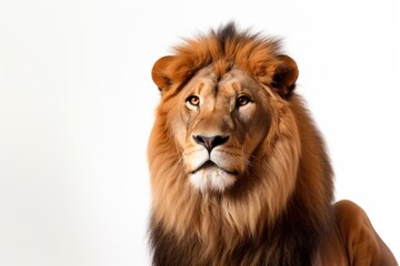 Fototapeta premium Wildlife mammal animal lion.