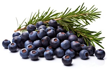Fototapeta premium Juniper berries blueberry fruit plant.