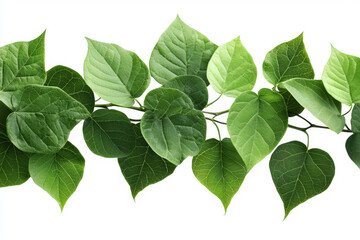 Fototapeta premium Lush green branch with heart-shaped leaves, isolated.