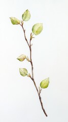 Delicate Spring Branch with New Leaves - A Watercolor Botanical Illustration