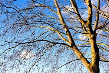 Arbre sans feuille en hiver par temps bleu ensoleillé	