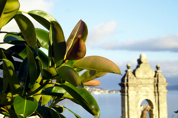 Landscape from the Old Town of Herceg Novi, Montenegro: a close-up photograph of a ficus elastica...