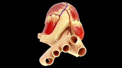 Coronary bypass graft with heart 3d illustration
