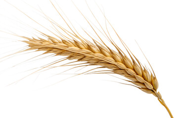 Wheat ears isolated on white background.