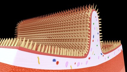 Plicae Circulares Section 3d illustration