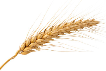 Wheat ears isolated on white background.