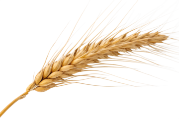 Wheat ears isolated on white background.