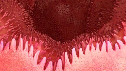 Jejunum inner section 3d illustration