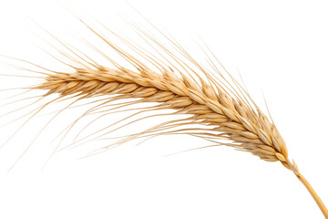 Wheat ears isolated on white background.