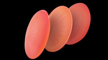 Tympanic membrane3d illustration