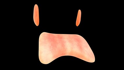Pharynx waldeyer's ring 3d illustration
