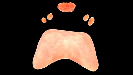 Pharynx waldeyer's ring 3d illustration